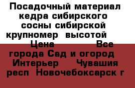 Посадочный материал кедра сибирского (сосны сибирской) крупномер, высотой 3-3.5  › Цена ­ 19 800 - Все города Сад и огород » Интерьер   . Чувашия респ.,Новочебоксарск г.